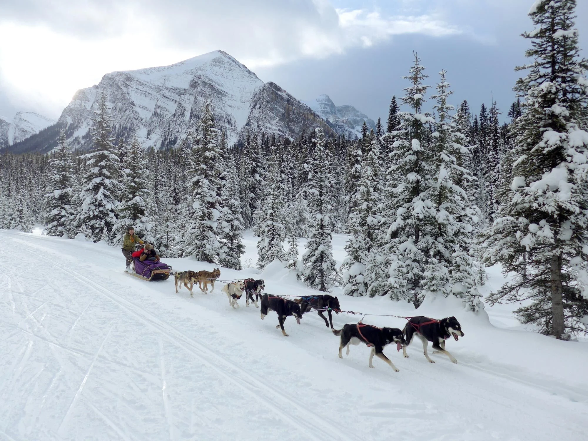 dogsled-great-divide-trail-moment-banff-alberta.jpg