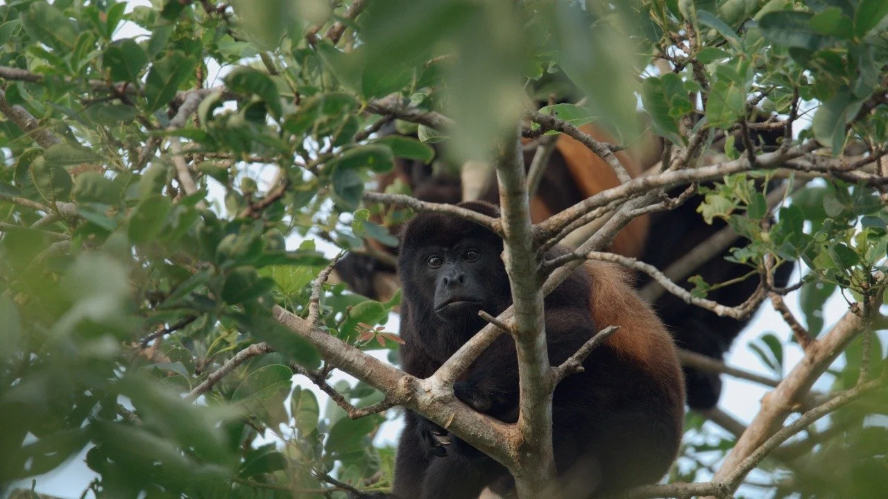 WhatsApp Image 2022-05-03 at 11.52.52 AM.jpeg