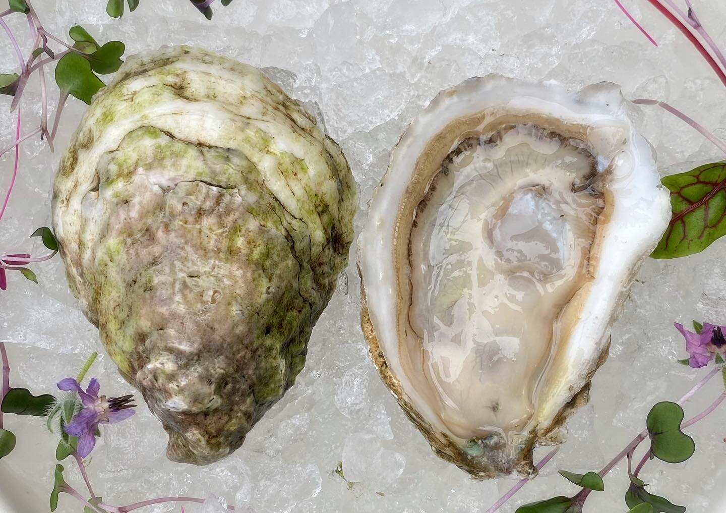 🦪 New Oysters in this Week 🦪 

EAST COAST

Winnapaug Pond 
Westerly, RI  Cultivation: off bottom trays  Flavor: briney, buttery finish

Eastern King
Plymouth, MA  Cultivation: rack and bag  Flavor: high salinity, earthy seaweed finish

Indian Neck

