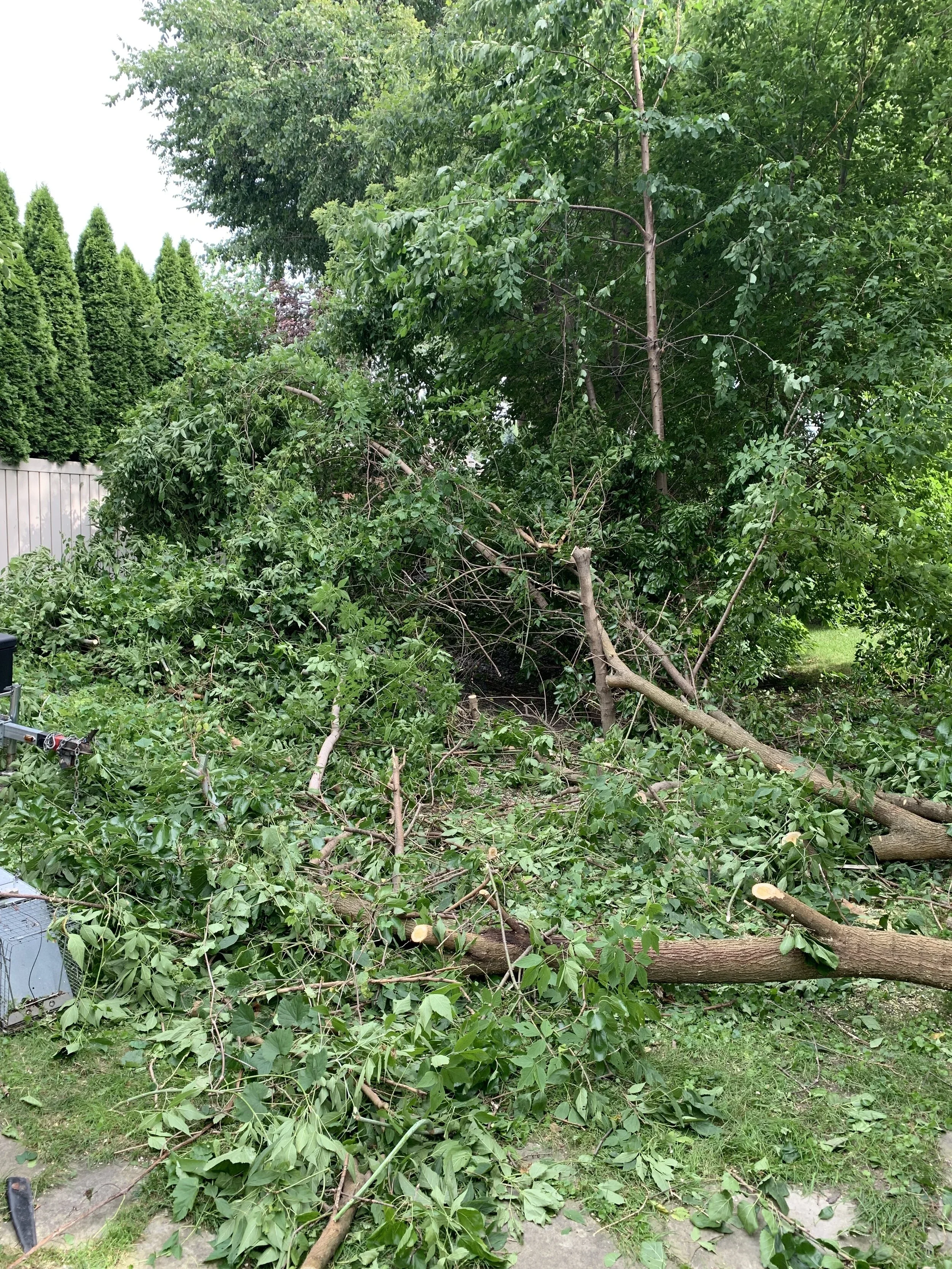 Windsor tree removal