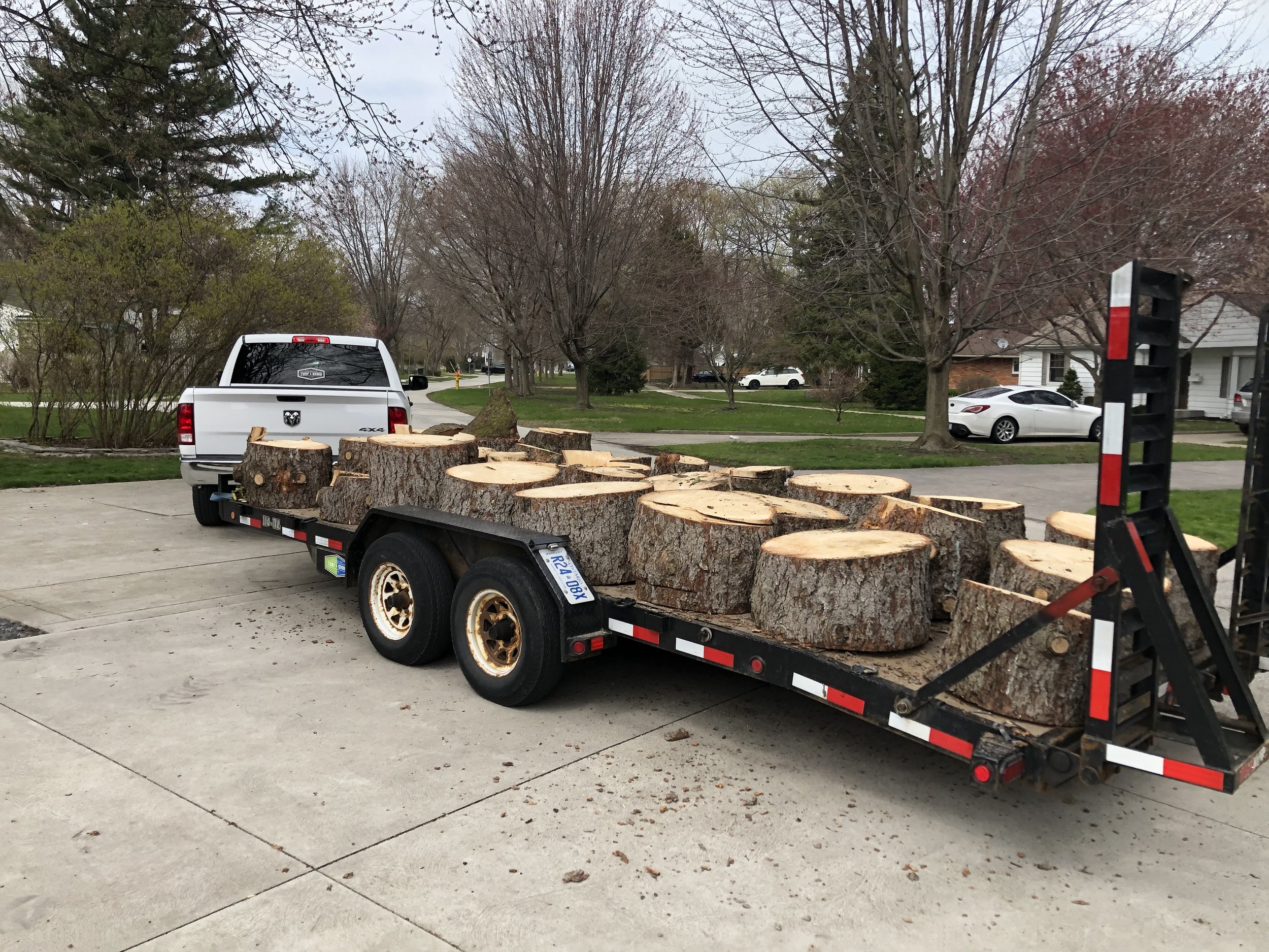 Windsor tree removal