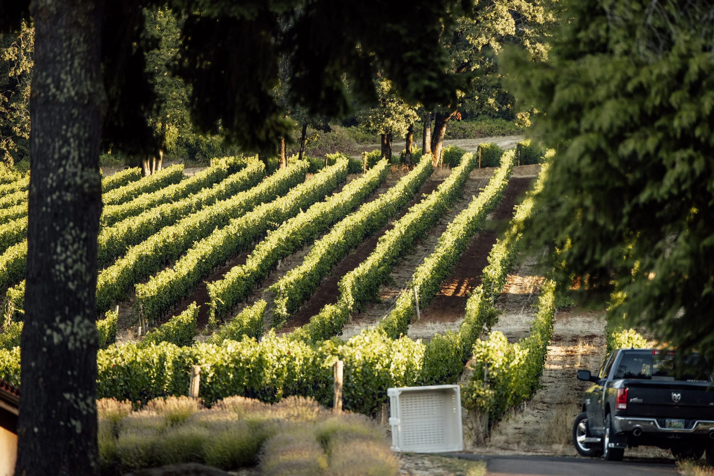 General 5 — Privé Vineyard