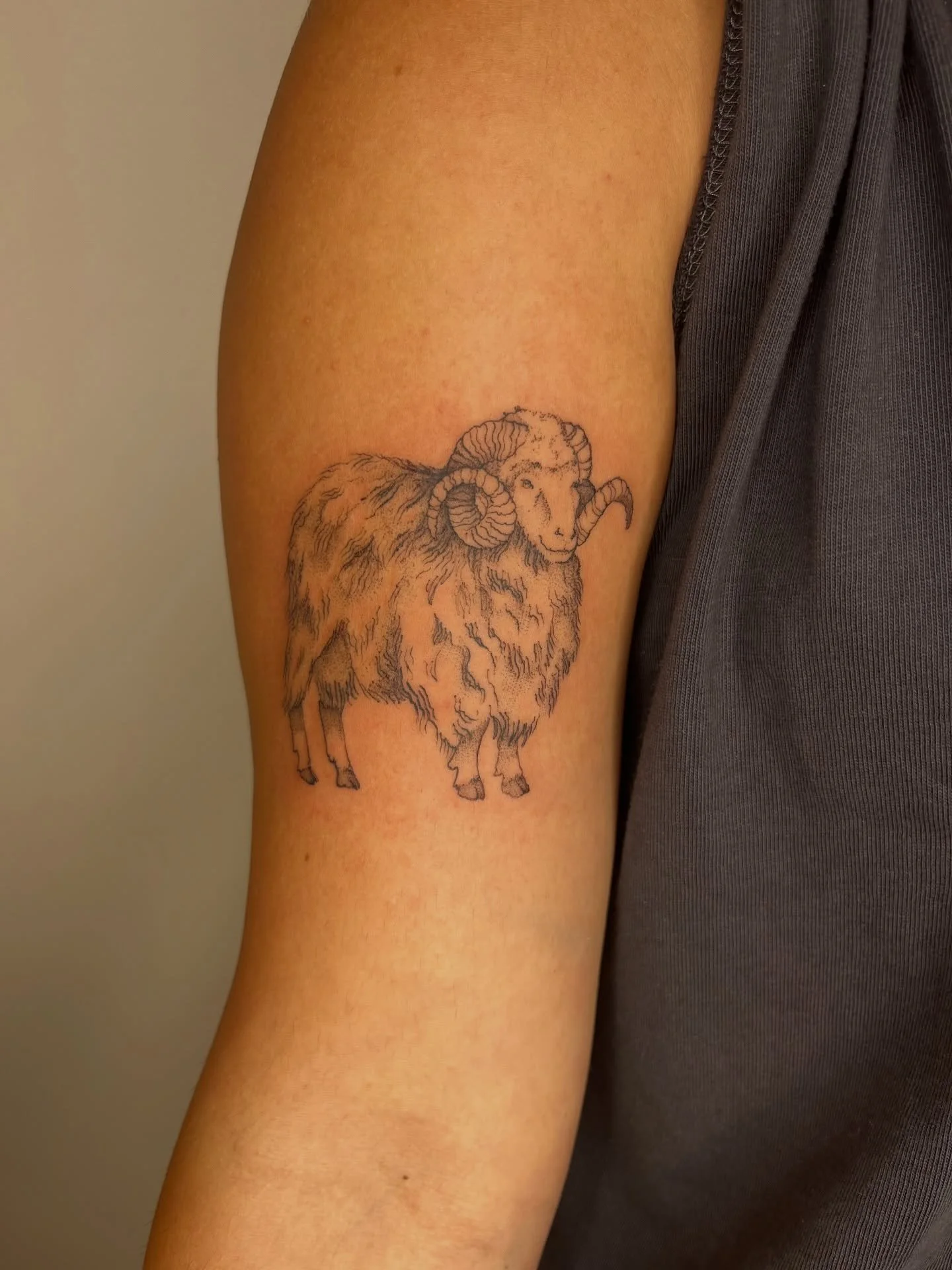 fuzzy sheep! ty 🐏