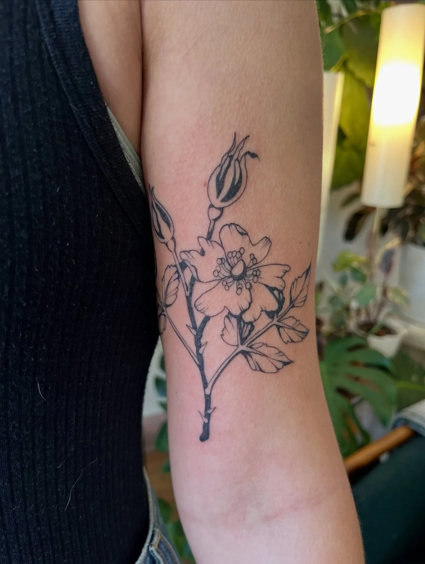 Bold contrast wild rose 🌹