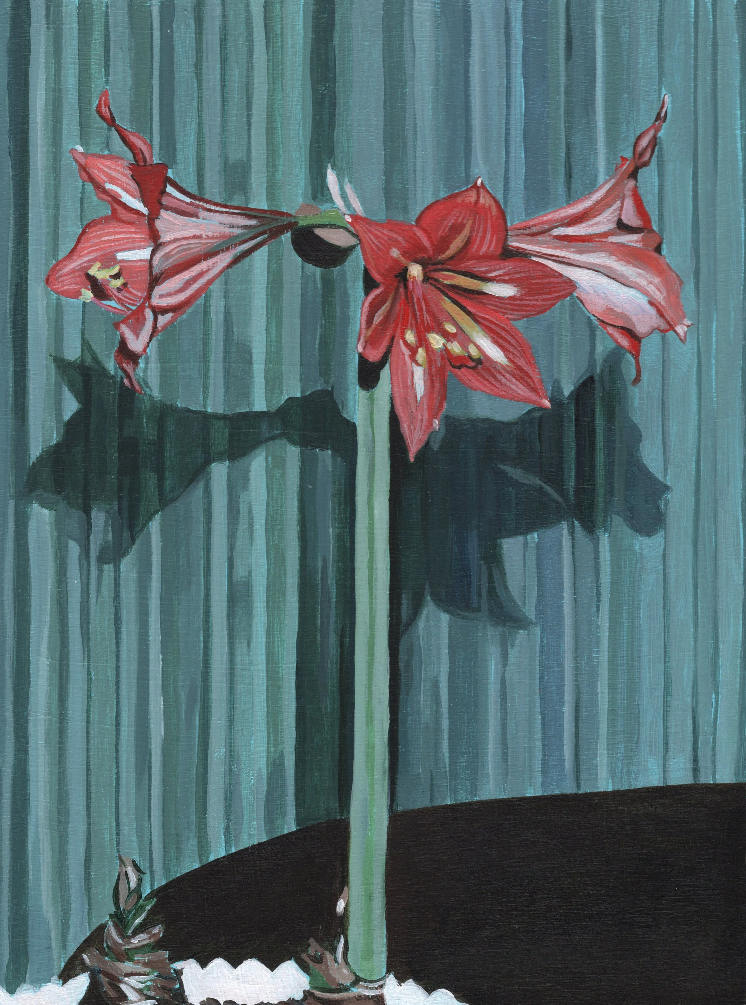 "Amaryllis"