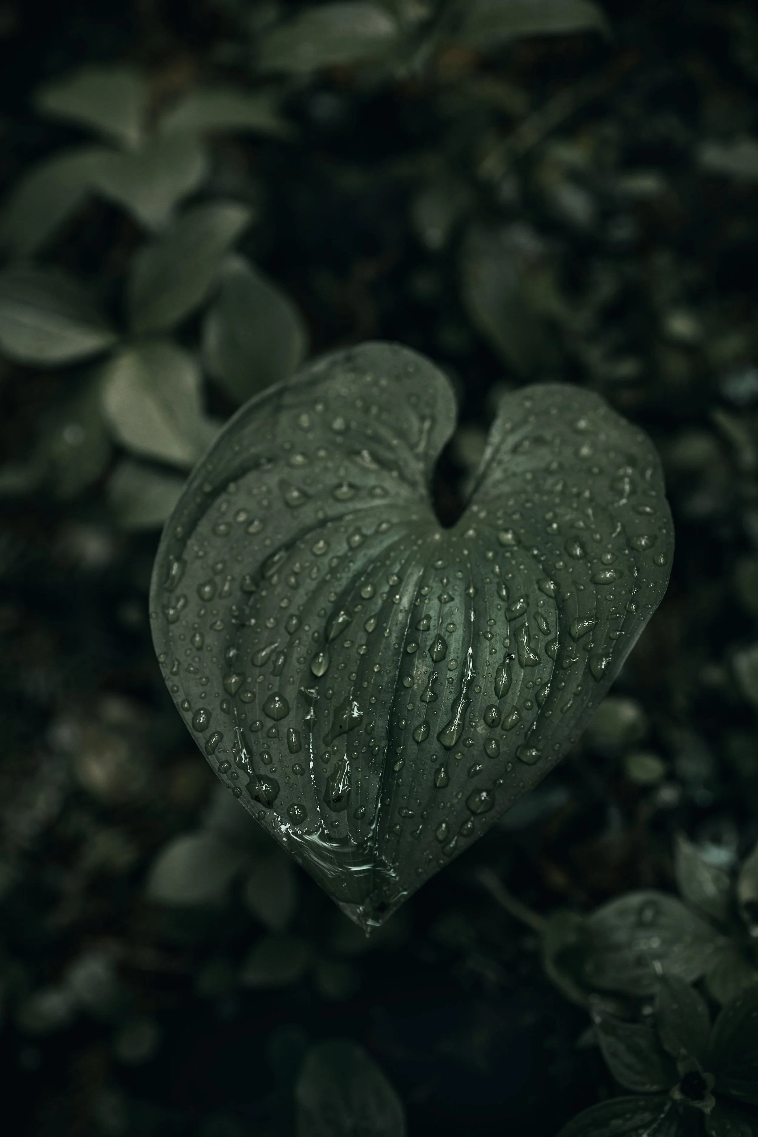 Rainforest Hybrid.JPG