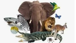 Teaming Like The Animal Kingdom