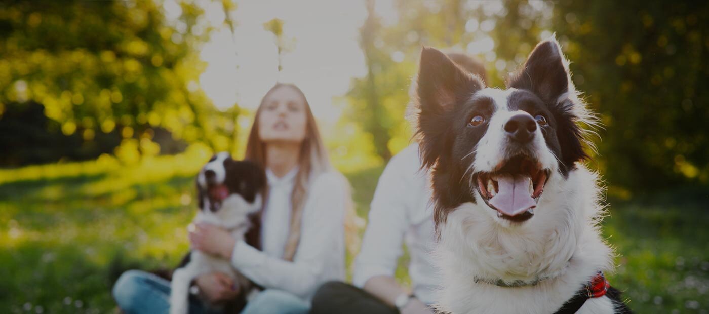 introducing e collar to dog