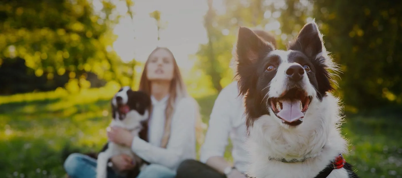 introducing e collar to dog