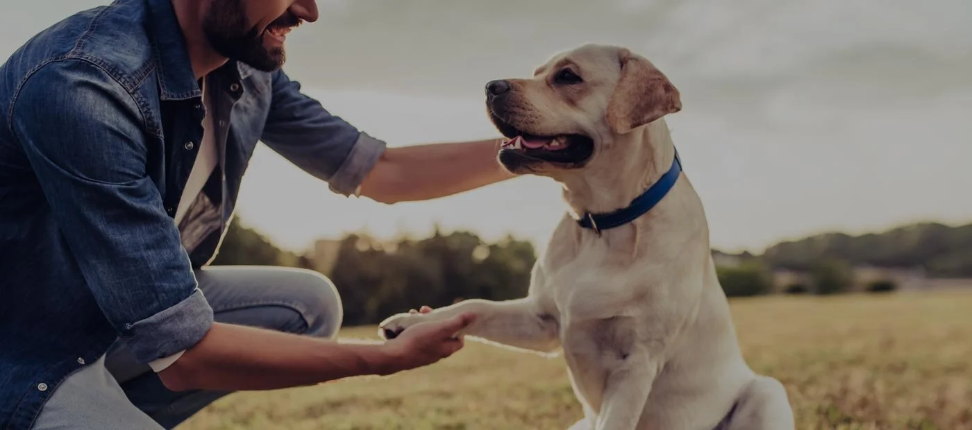 introducing e collar to dog