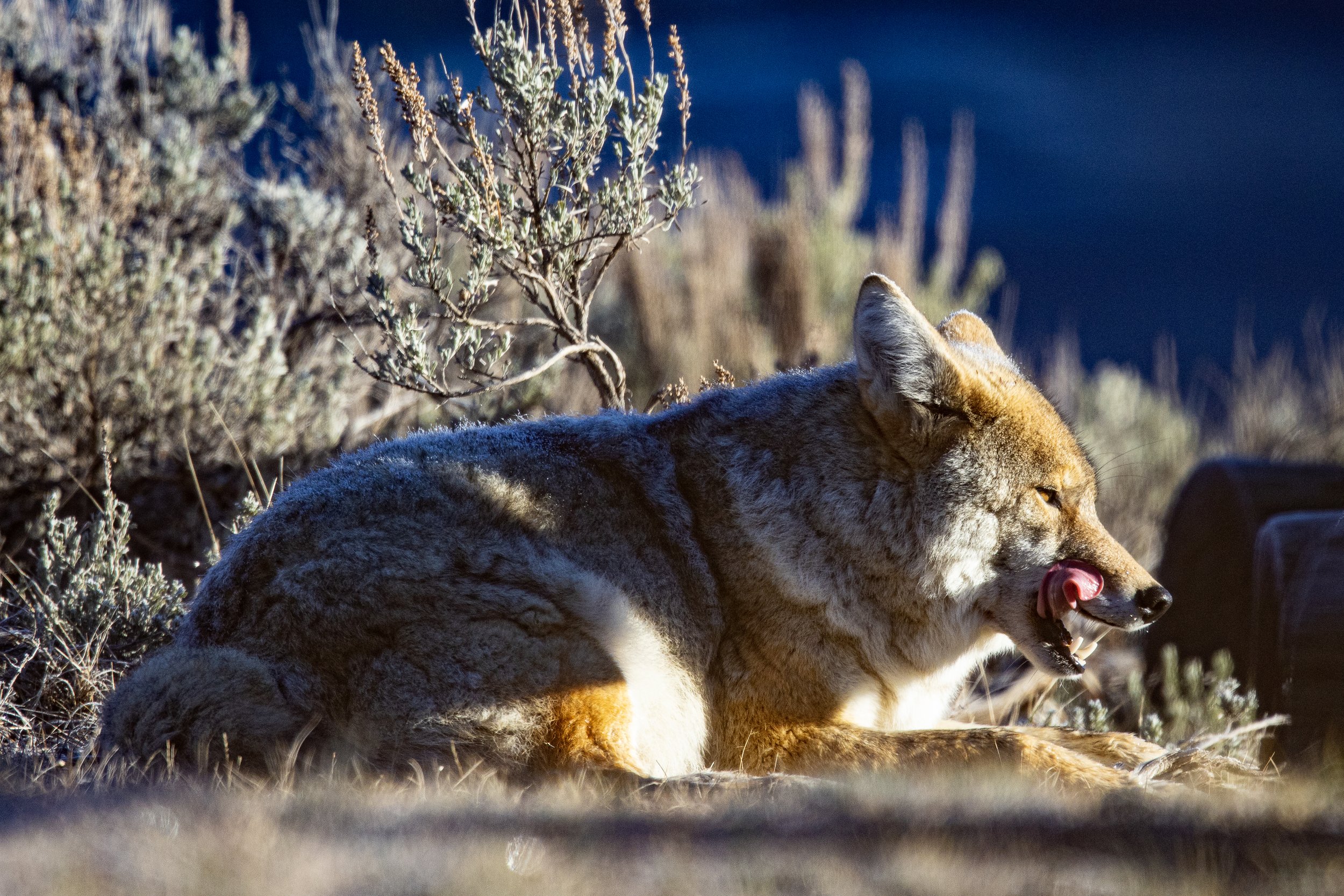 Coyote laying in sage in Lamar Valley in Yellowstone National Park