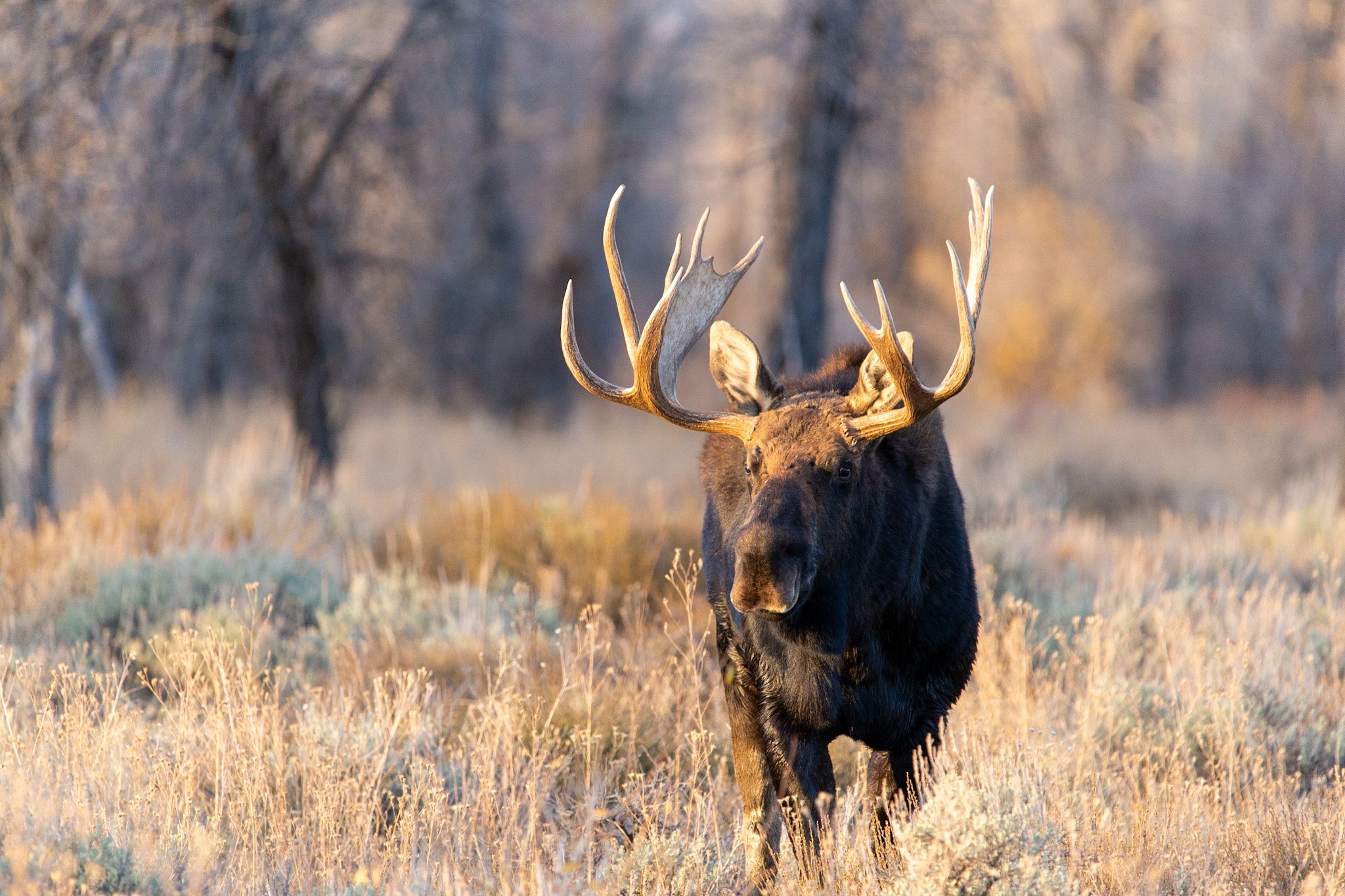 Bull moose in Grand Teton National Park on a wildlife tour