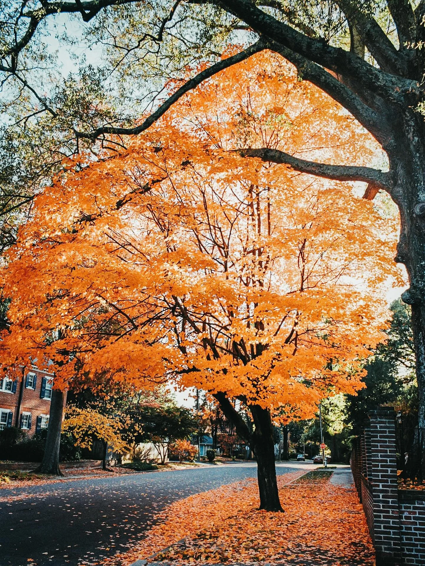 I&rsquo;m still dreaming about this tree. I&rsquo;ll never forget driving to my day job last fall and seeing this beauty! Sad to not be in Richmond to see it this year! 

#nikonf3 #nikonf3t #nikonfilm #nikonfilmcommunity #rva #rvaphotography #rvaphot