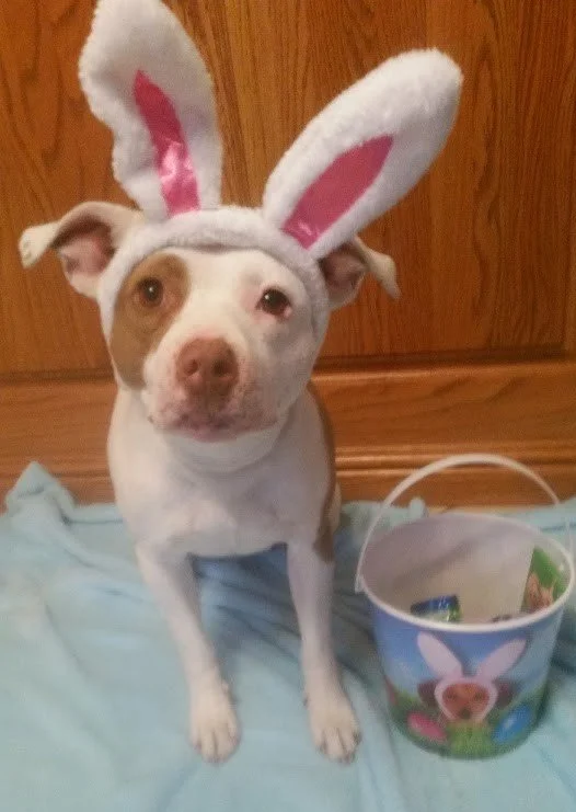 8th Annual Doggie Easter Egg Hunt