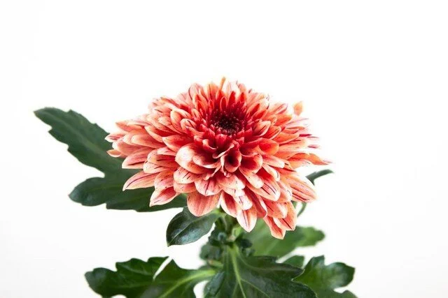 CHRYSANTHEMUM PIP SALMON.jpg