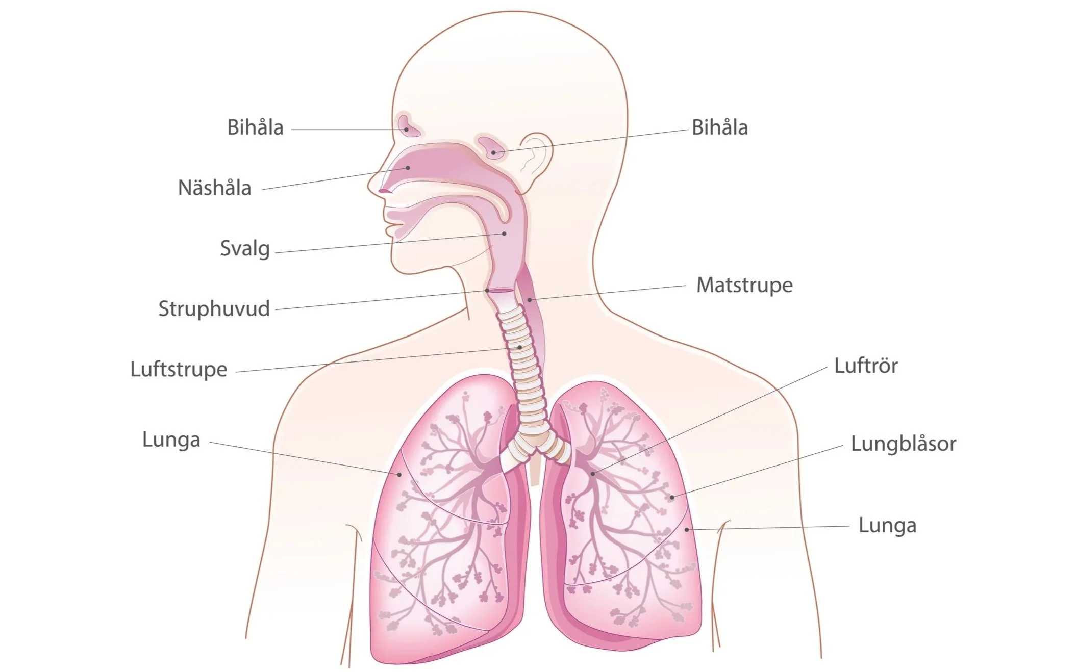 medicinsk illustration, lungor, hjärtlungfonden