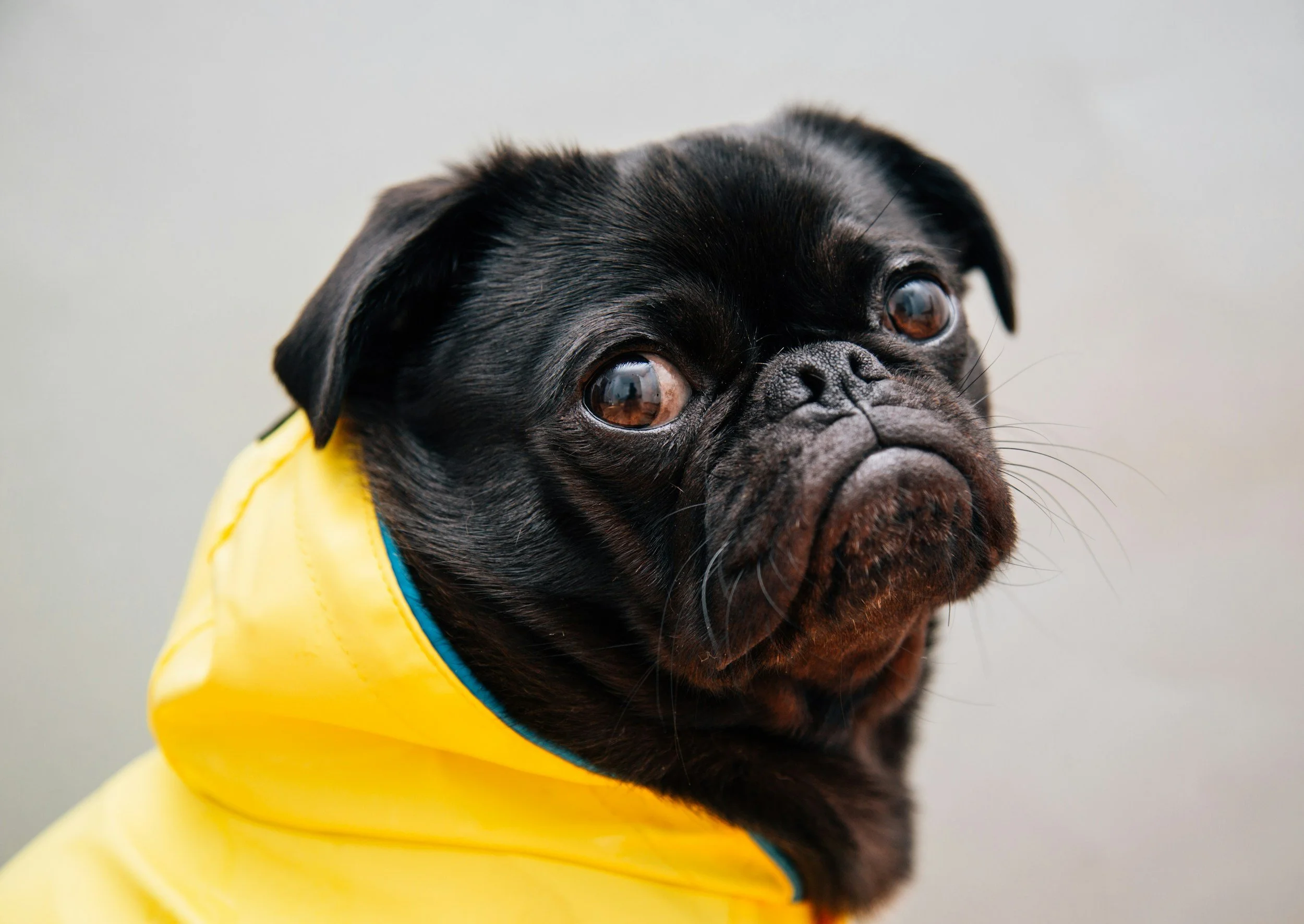 unhappy pug loves mini games but still gives it a one star review. Funny reviews