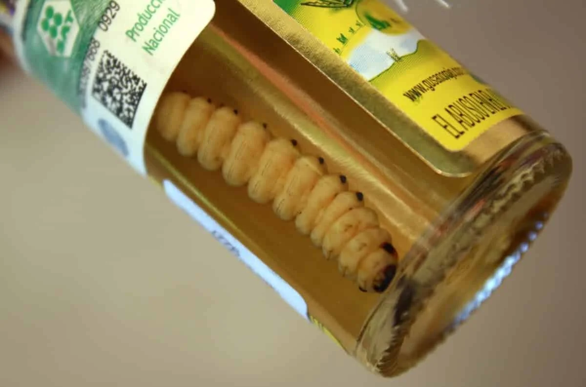 Fl gel Wunder Erdn sse Tequila Worms Eint nig Getriebe Taube