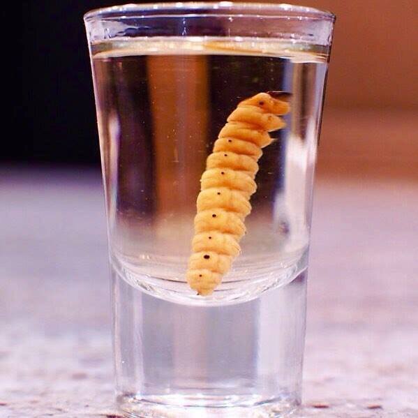Brands Of Tequila With Worm Bruin Blog brands-of-tequila-with-worm-bruin-blog