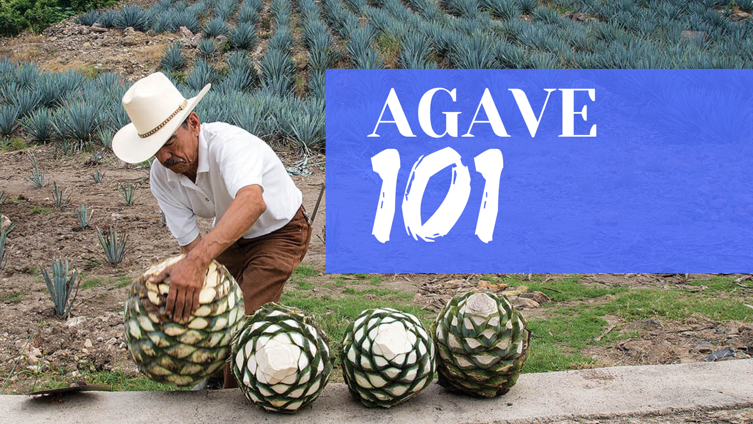 What Is Tequila Made From? What Is Agave?  Smartblend