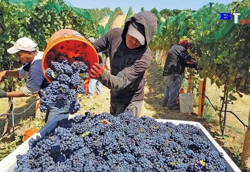 Is Natural Wine Better For You? — Smartblend