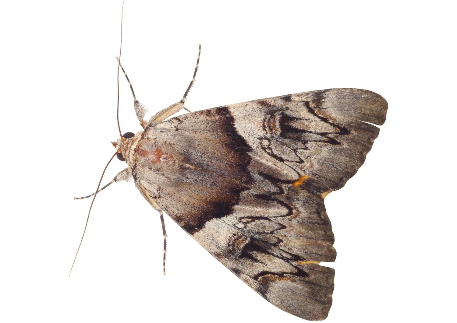 What is a Tequila Worm? Should you eat it? And why is it there