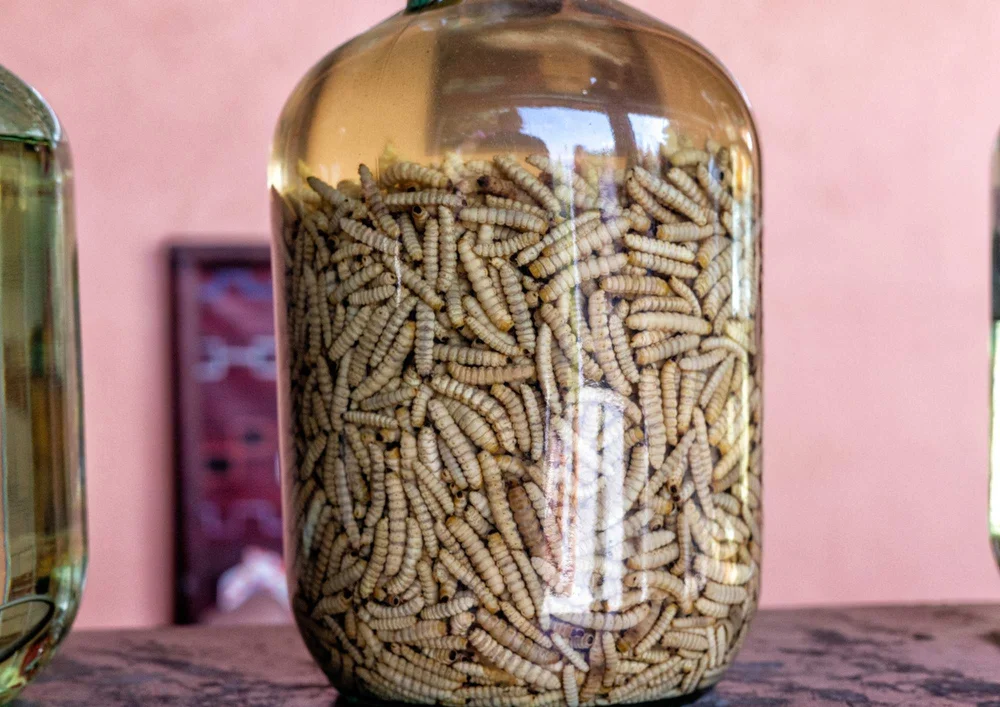 What is a Tequila Worm? Should you eat it? And why is it there