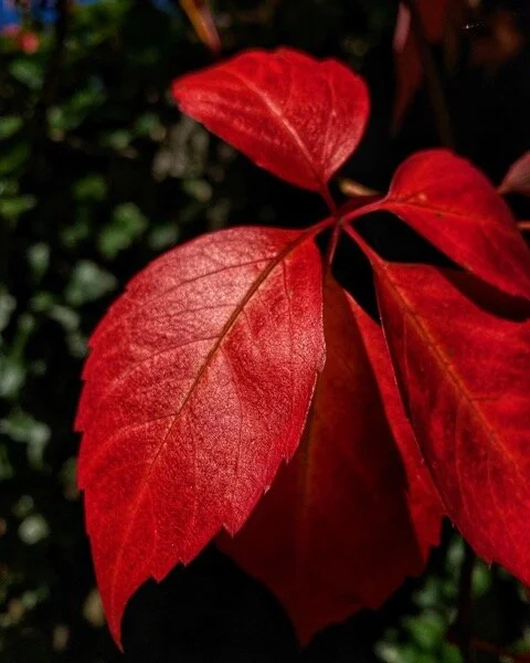 red leaf.jpeg