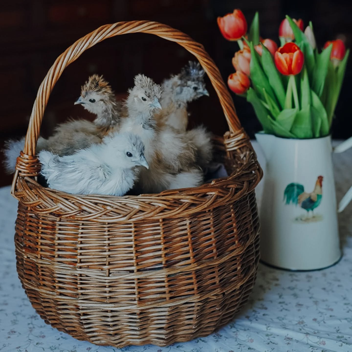 Fijne pasen ❤️☀️🌷🐔

#zijdenhoen #zijdehoentjes #zijdehoenkuikens #zijdehoenderkrielkip #silkies #pasen #lente