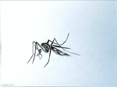 ANIMATION '25 — KSS.GALERIE