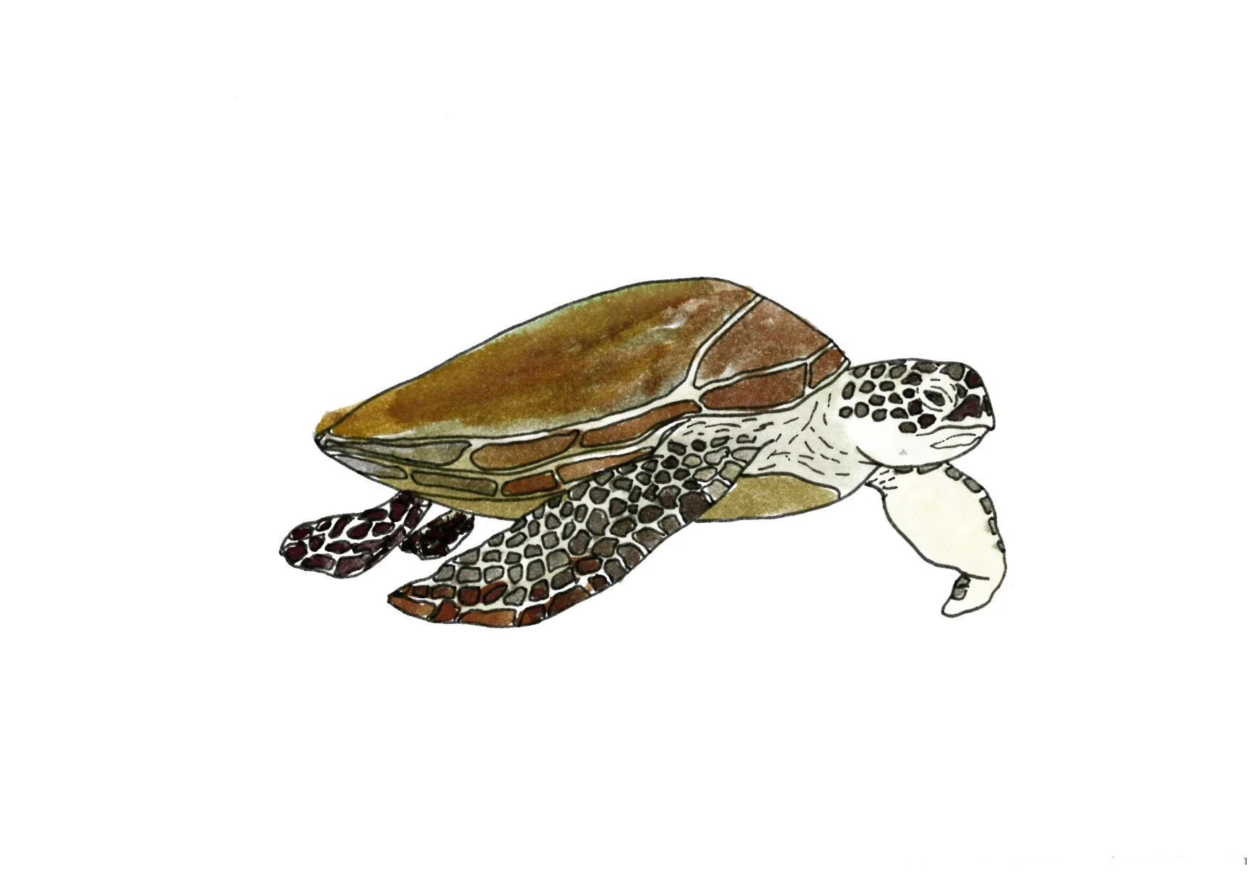 tortue copie.jpg