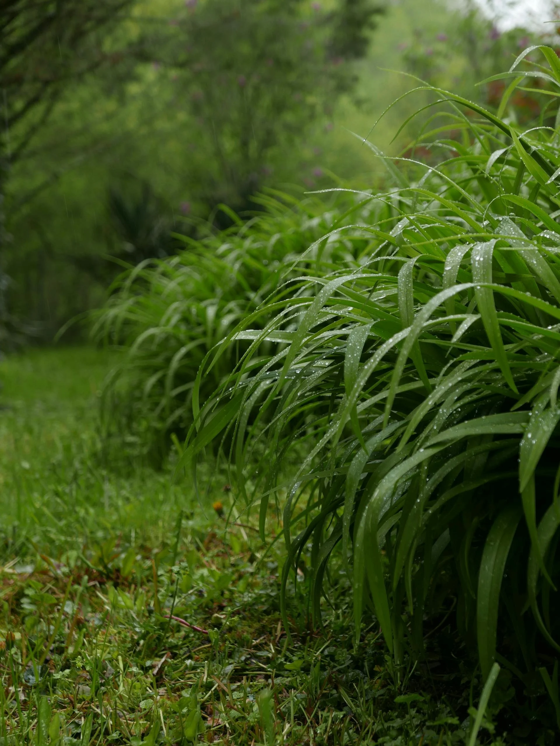 Drainage Done Right: How to Manage Excess Water in a Garden