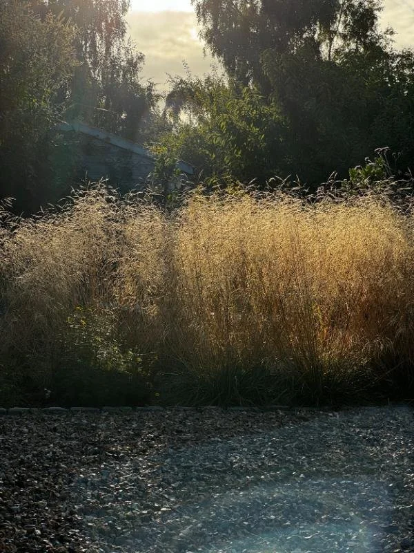 golden-grass-backlit-evening-light-garden.jpg
