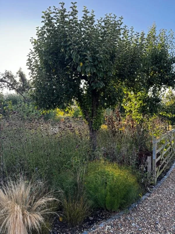 apple-tree-ornamental-grasses-gravel-garden.jpg