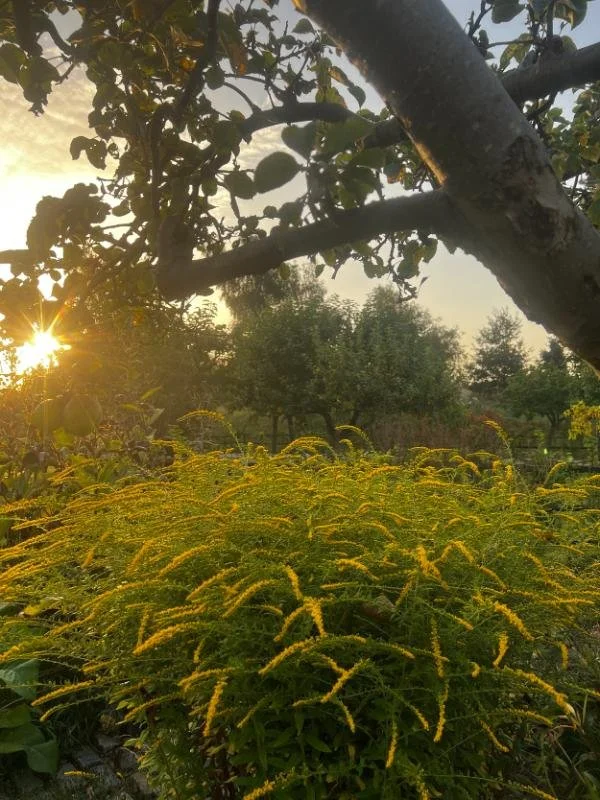 solidago-golden-flowers-sunset-orchard.jpg