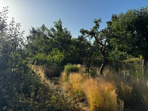 orchard-planting-ornamental-grasses-summer.jpg