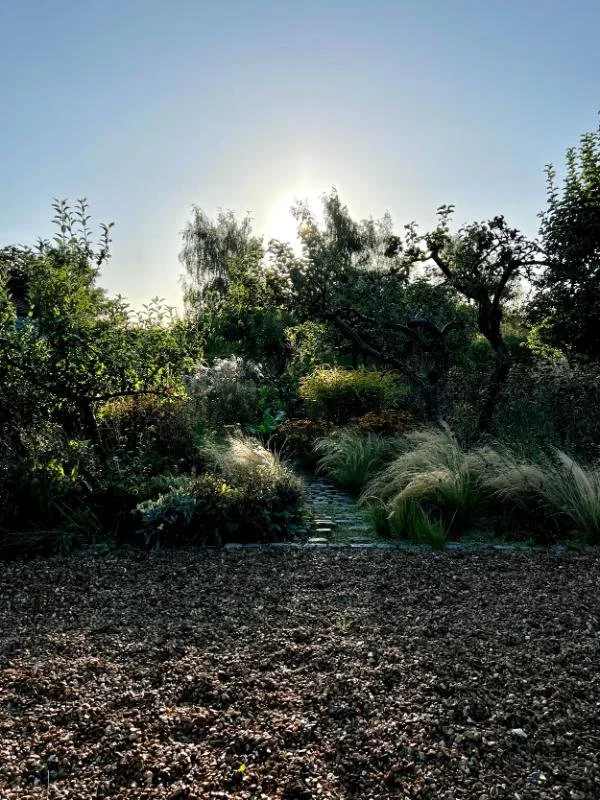 gravel-garden-path-ornamental-grasses-backlit.jpg
