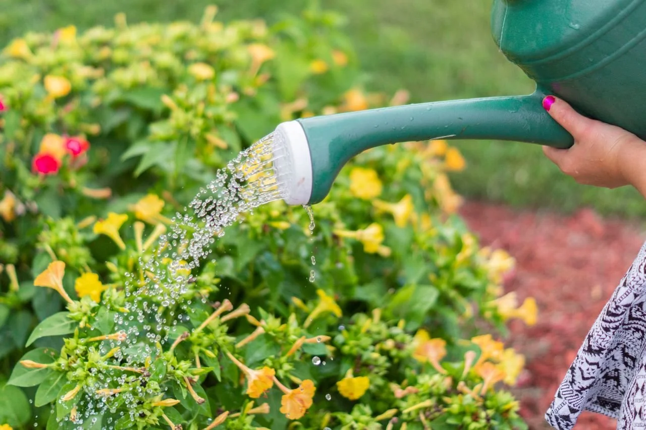 Watering by Design: Choosing the Right Irrigation System for Your Garden