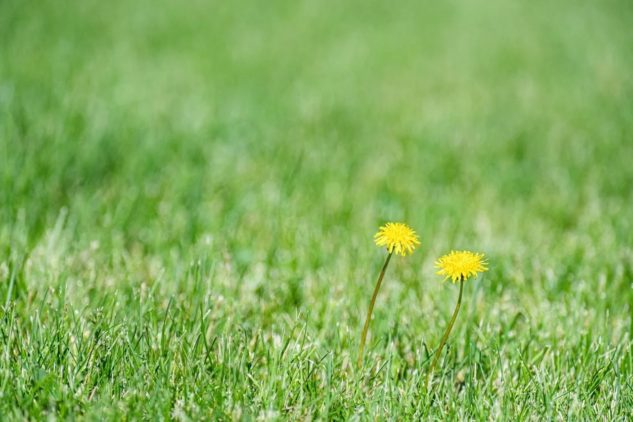 Know Your Weeds: A Practical Guide to Unwanted Plants