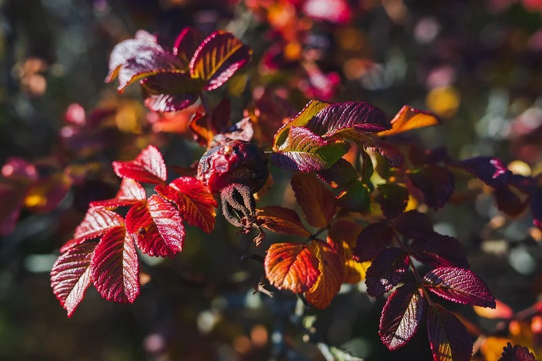 F&auml;rgerna just nu. 😍
-
The colours right now. 😍