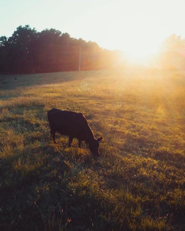 cow.jpg