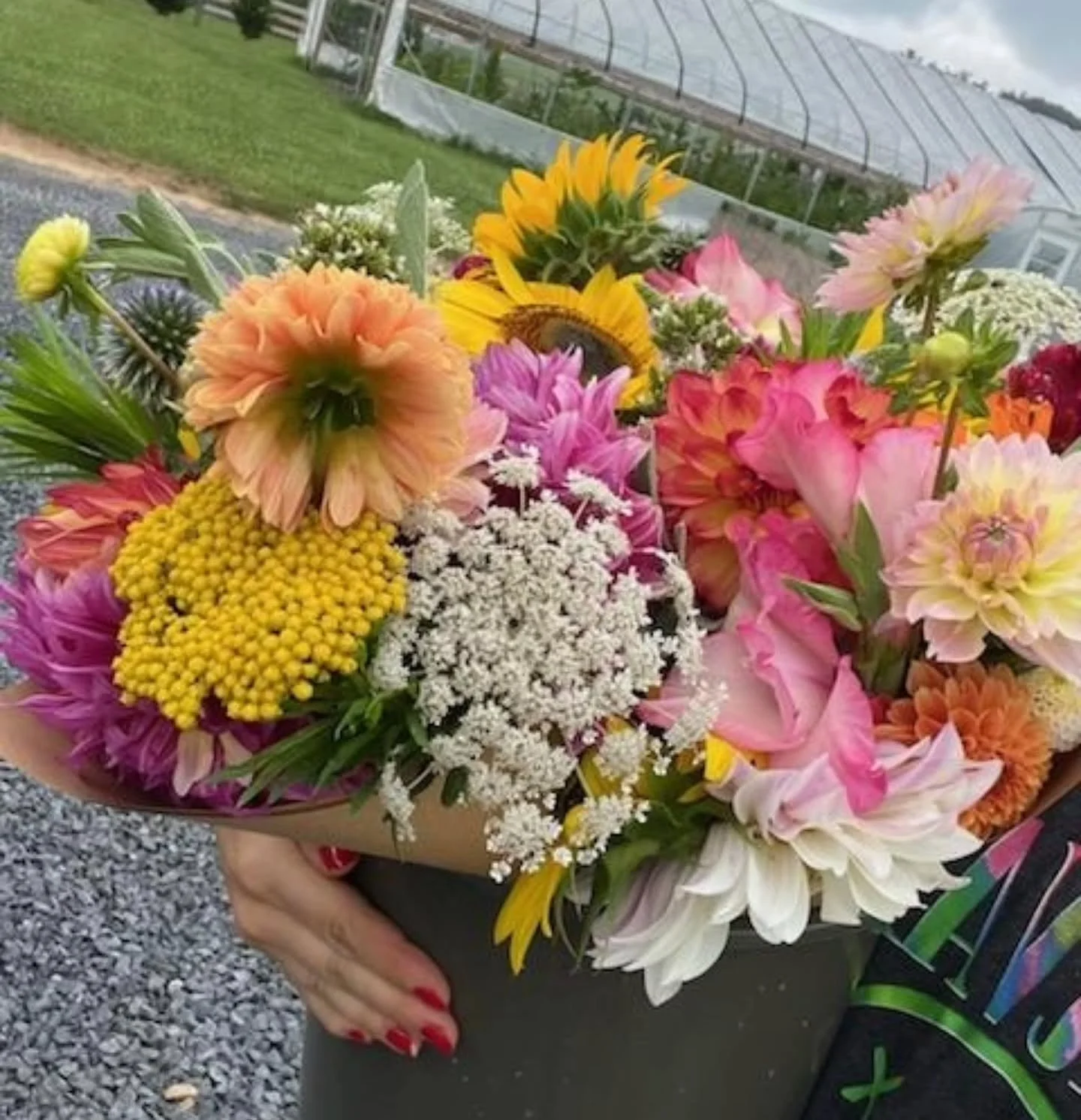 Swipe to see where to get some flowers to brighten your day ➡️🌞

Fresh bouquets dropped at Food Country in Abingdon!

Prefer to cut your own?

Swing by the farm and snip some dahlias in out pick-your-own field! Details at the link in our profile.