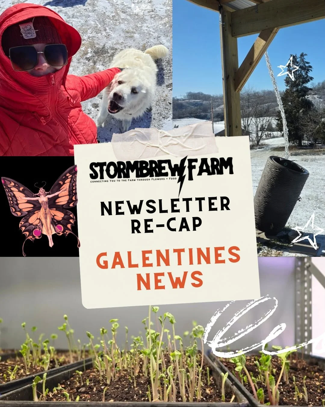 Your weekly Stormbrew Newsletter is hot off the press! Visit the link to sign up for the Newsletter and check out the latest goings-on of the farm and Fae Folk! www.stormbrewfarm.com/newsletter 

#swva #farm2table #catering #localfood #weddingflorals