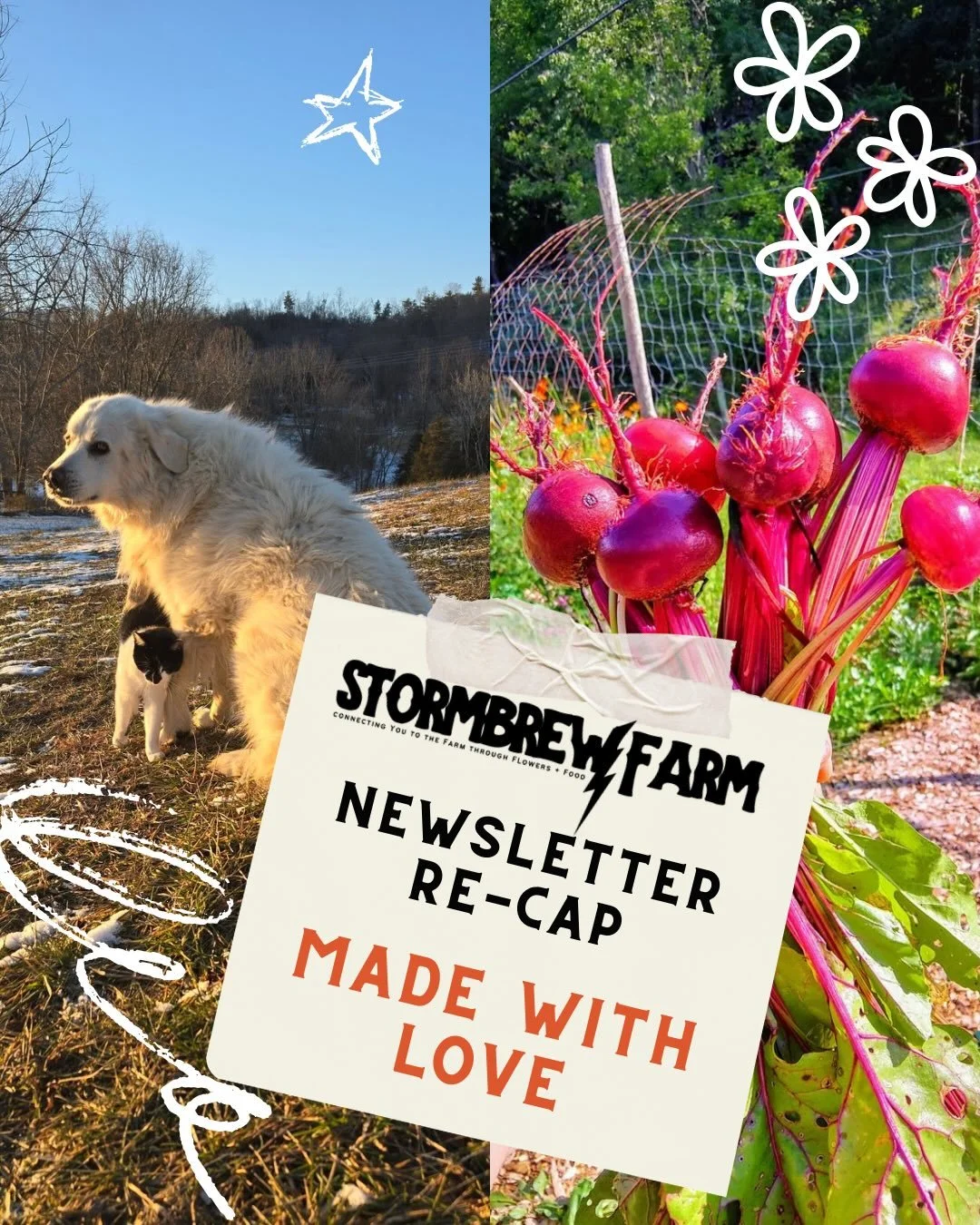 Newest newsletter is out! Let&rsquo;s talk all things love, why beets are actually awesome, send some big love to our birthday boy Percy! 

Click to read now https://www.stormbrewfarm.com/archive

#swva #farm2table #farmevents #privateevents #localfl