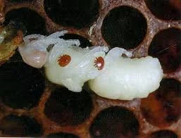 Field Day: Varroa Workshop