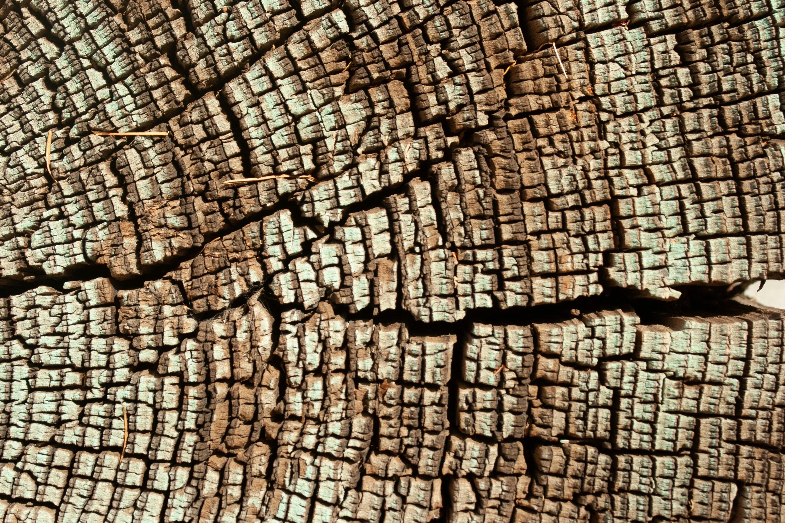 IPS Belgium Seminar Series 2026: Programme