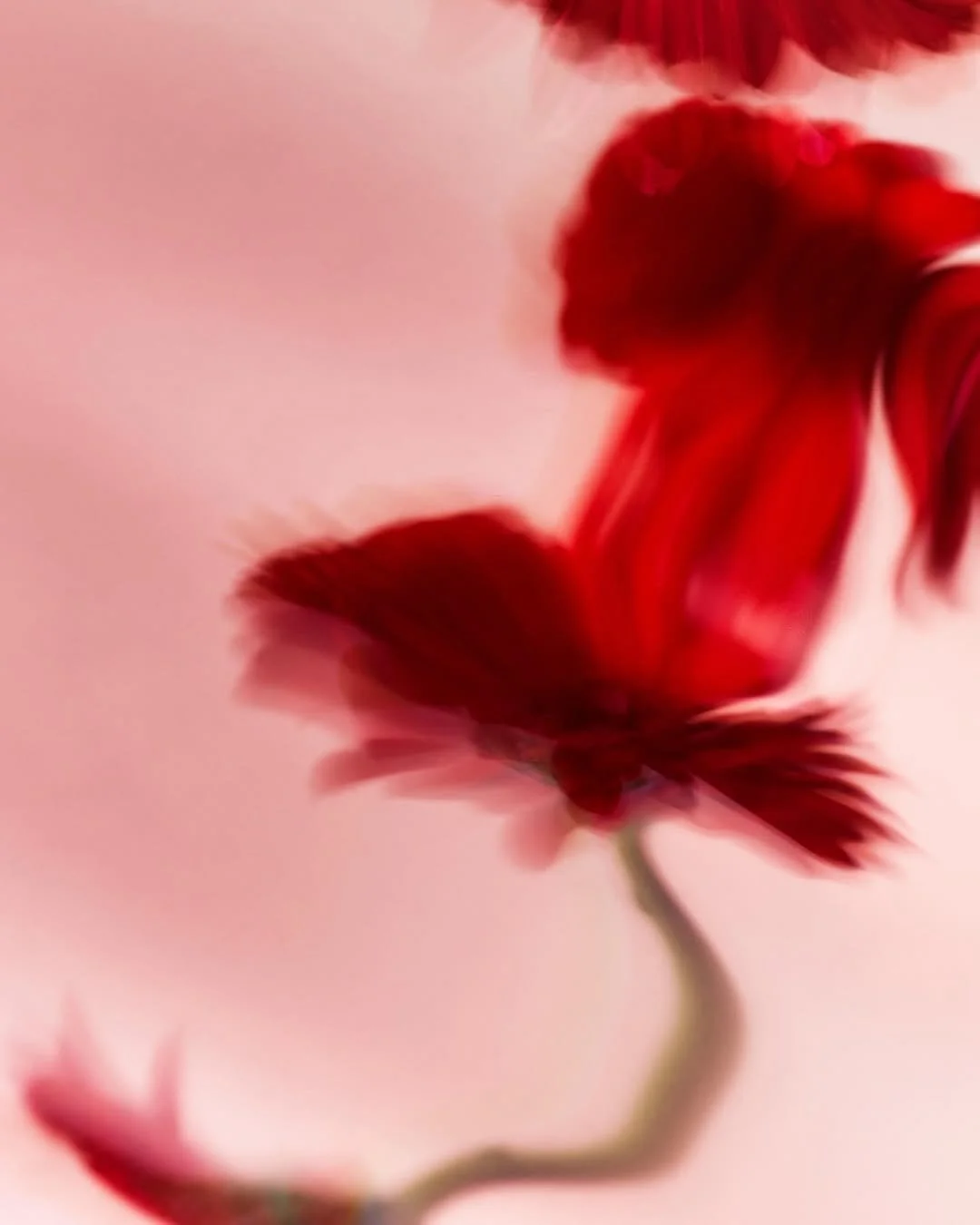 Welcoming in spring with @lukejameskirwan.jpg