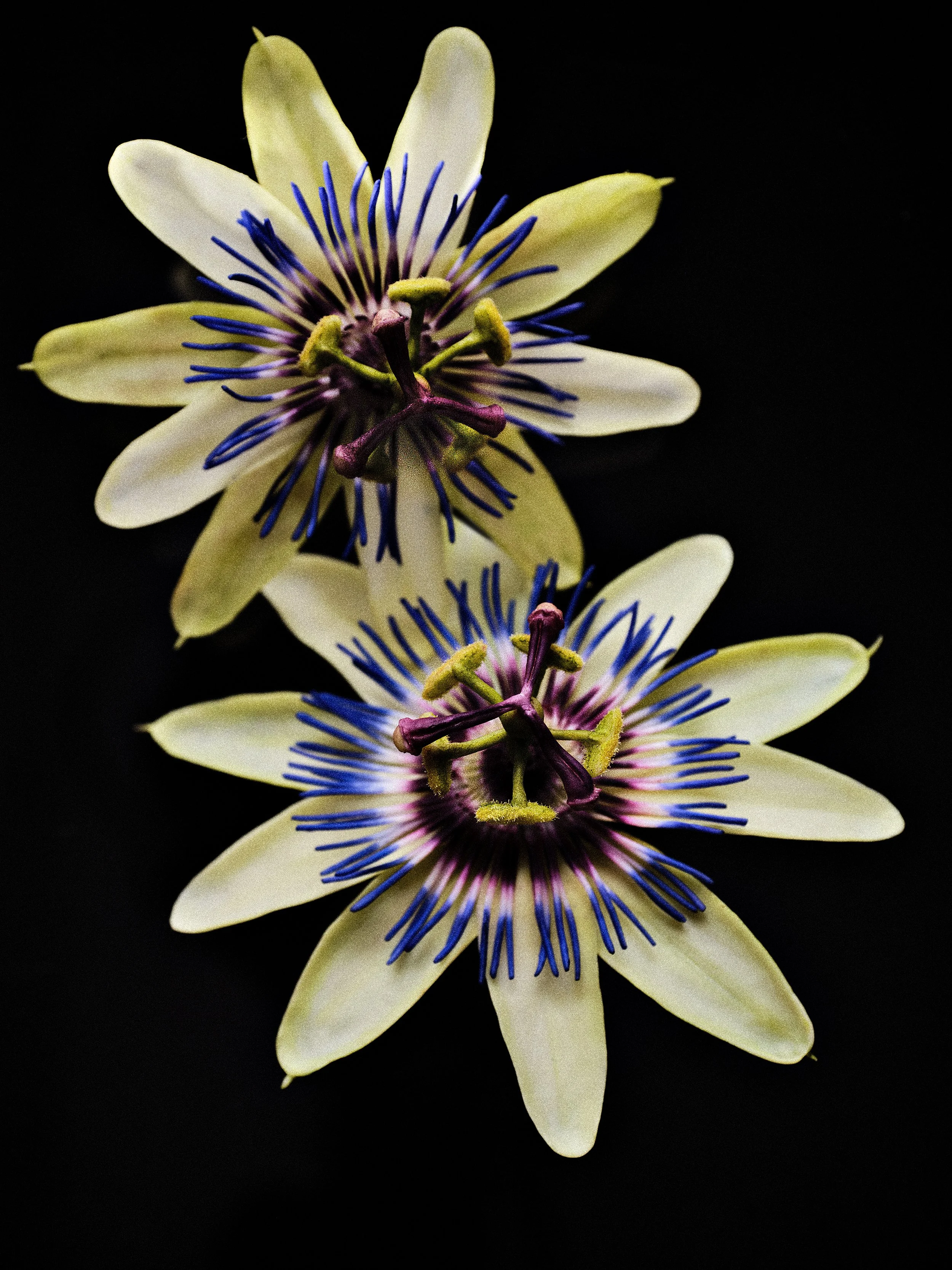 Welk_Passion Flowers2.jpg
