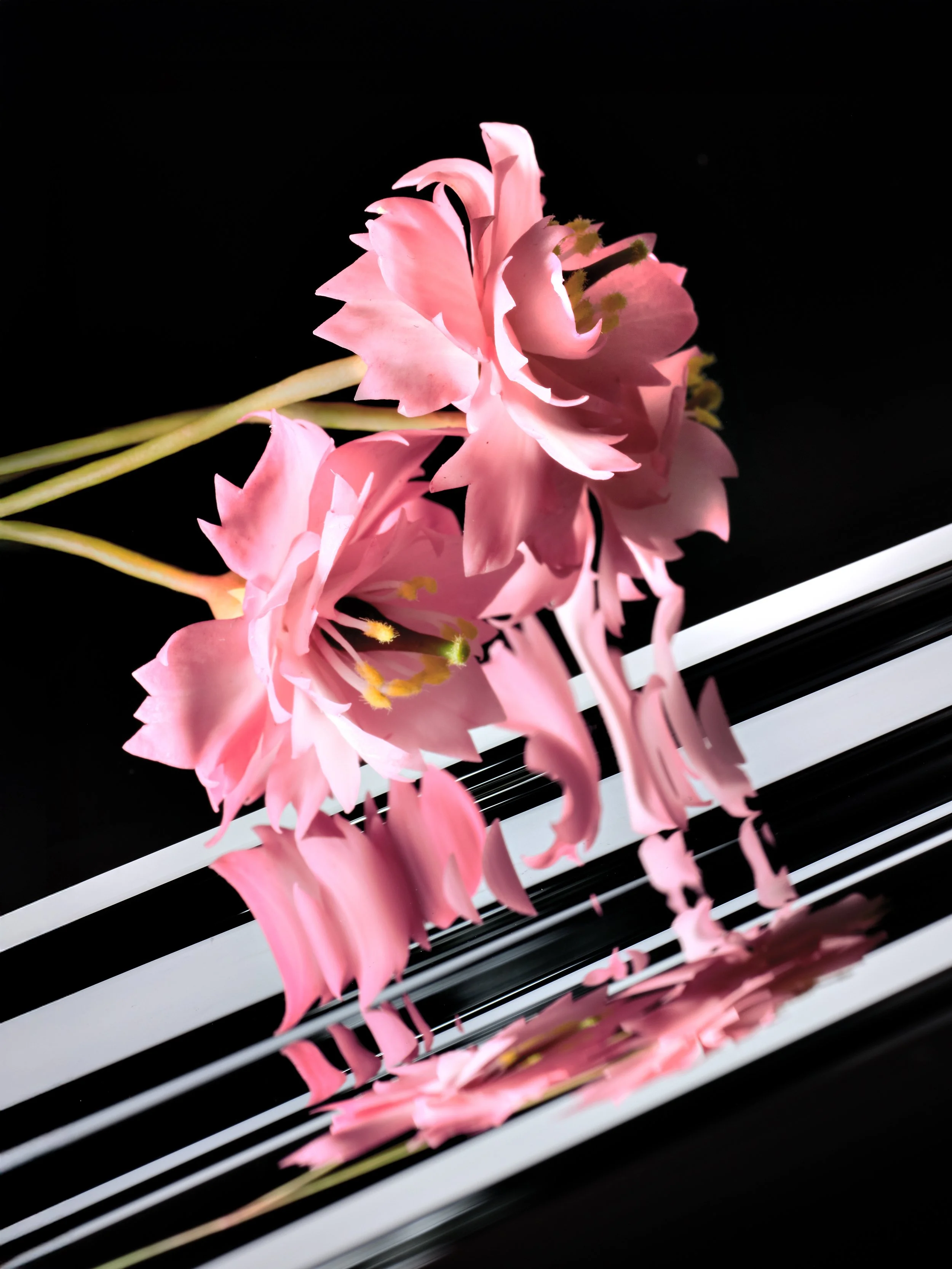 Welk_Flowers2.jpg