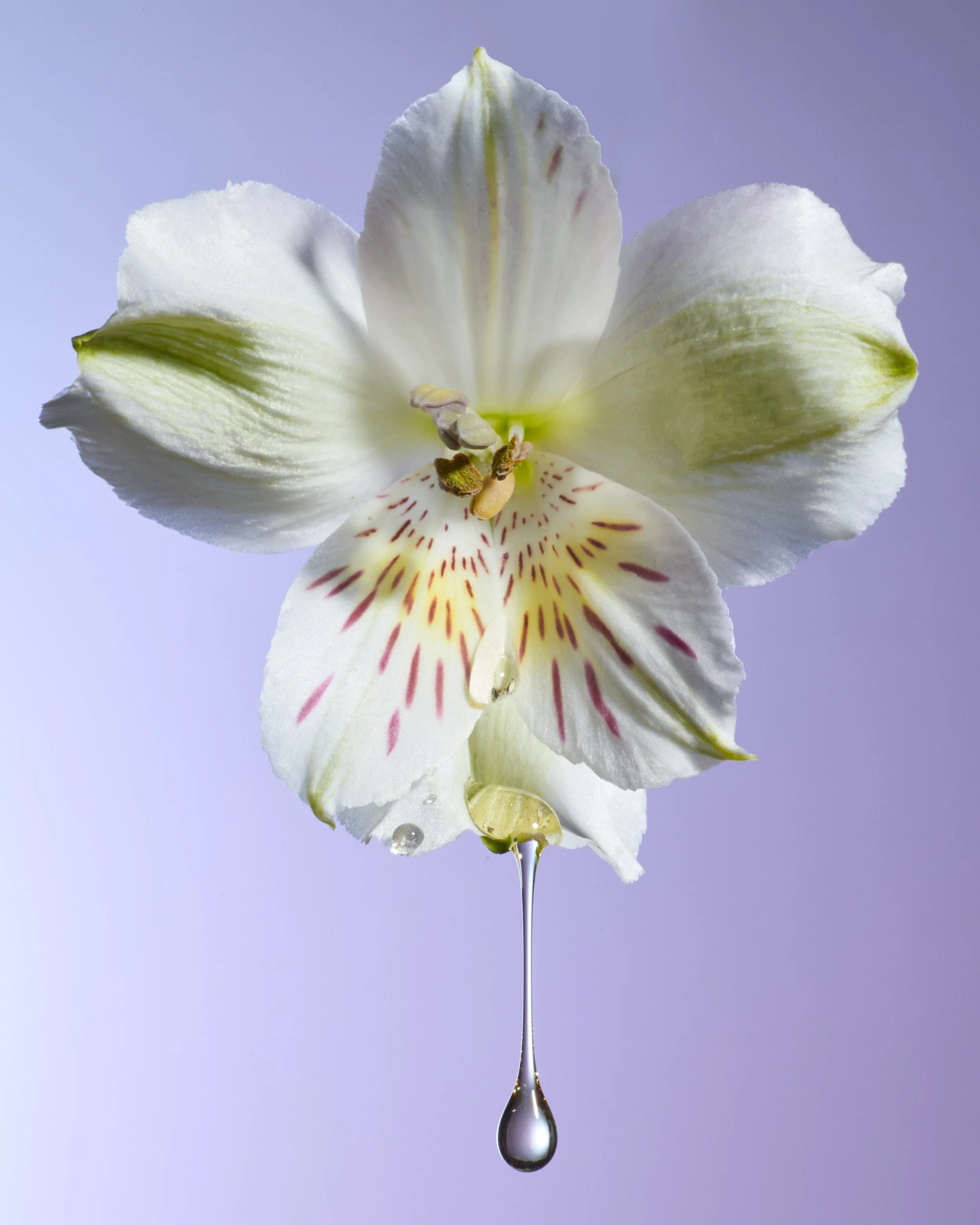 2025_03_05_WaterFlowerTest6996.jpg